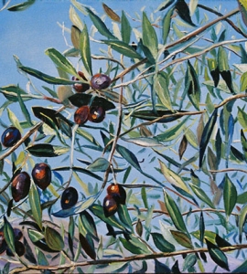 Georgia’s Olive Trees